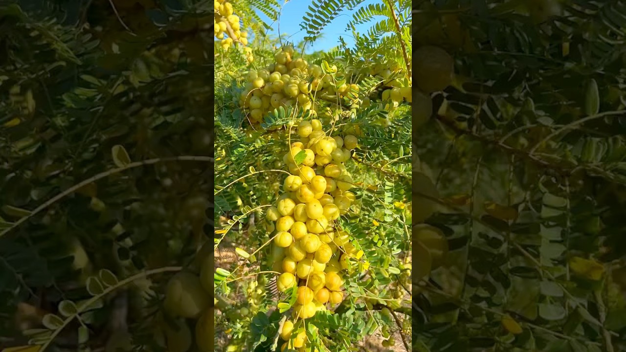 Super High-Yield Tamarind Harvest: Sour and Profitable!,