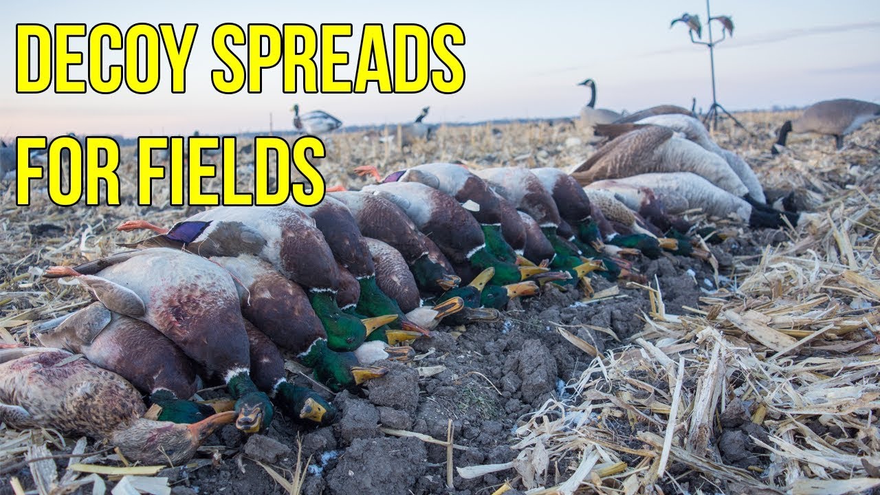 Field Decoy Spreads For Ducks & Geese
