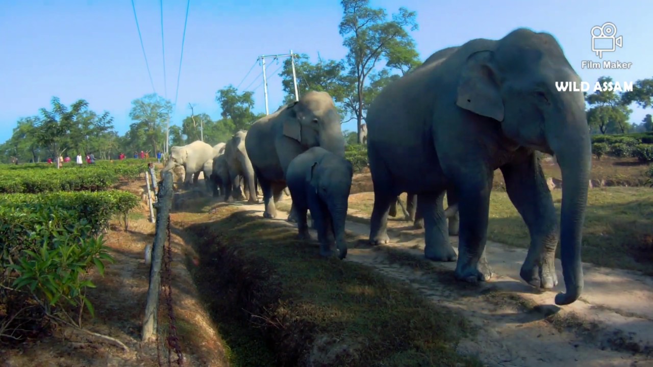 CHAOTIC CROWD AND NUMALIGARH ELEPHANT HERD