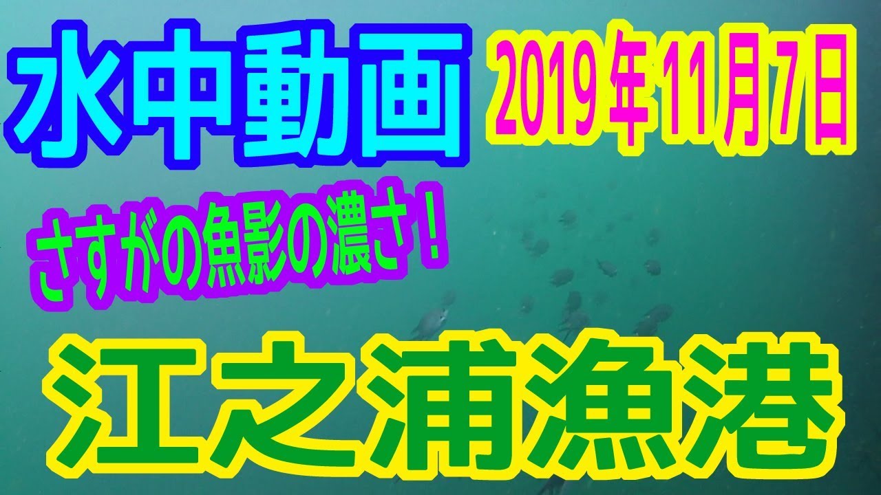 水中動画（2019年11月7日）in江之浦漁港