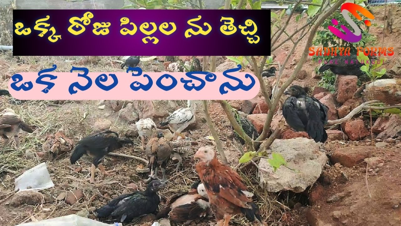 Pure natukodi 🐓one day chick తెచ్చి 🐣1 month పెంచినా 🐤#purenatukodi #chicks
