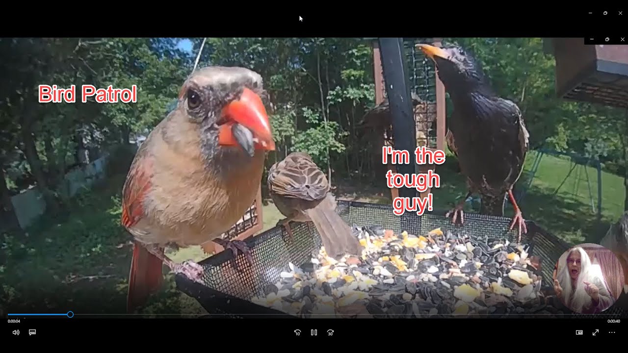 Bird Patrol Role Call