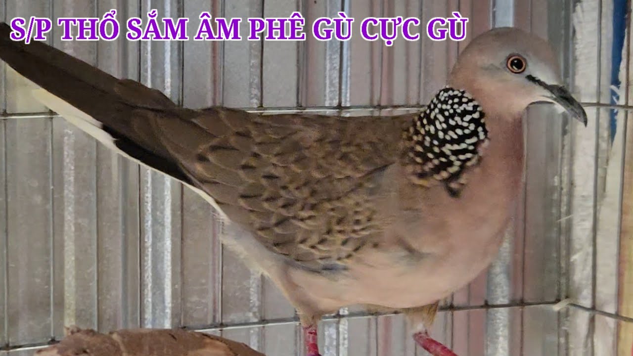 S/P Thổ sắm tơ âm phê gù cực tốt ae cần alô (  Huy 69 zalo 0913 3000 11  )  clisp 969