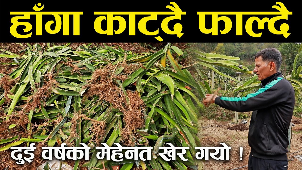 दुई वर्षको मेहेनत खेर गयो ! ड्रागन फ्रुटको हाँगा काट्दै फाल्दै !