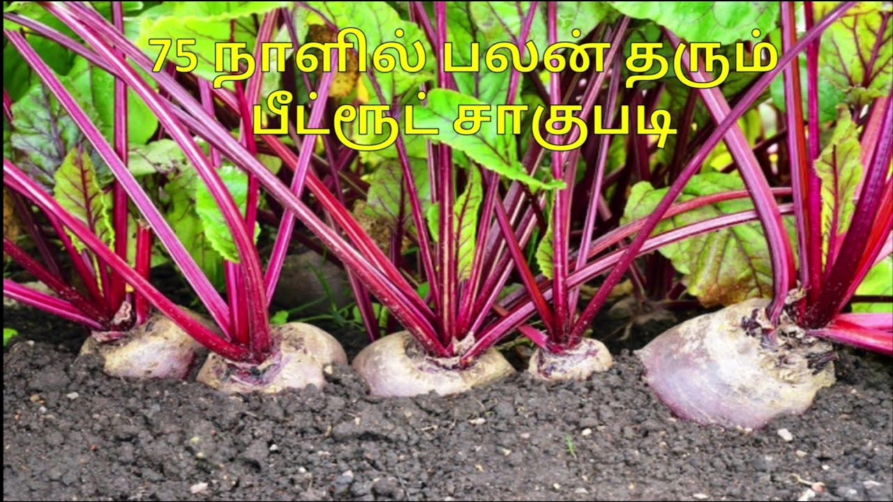75 நாளில் 2 லட்சம் வருமானம் தரும் பீட்ரூட் சாகுபடி முறை | எளிமையான முறையில் பீட்ரூட் விவசாயம்.
