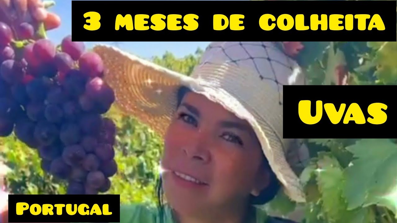 COMO É COLHER UVAS  EM PORTUGAL 🍇🍇🍇🍇