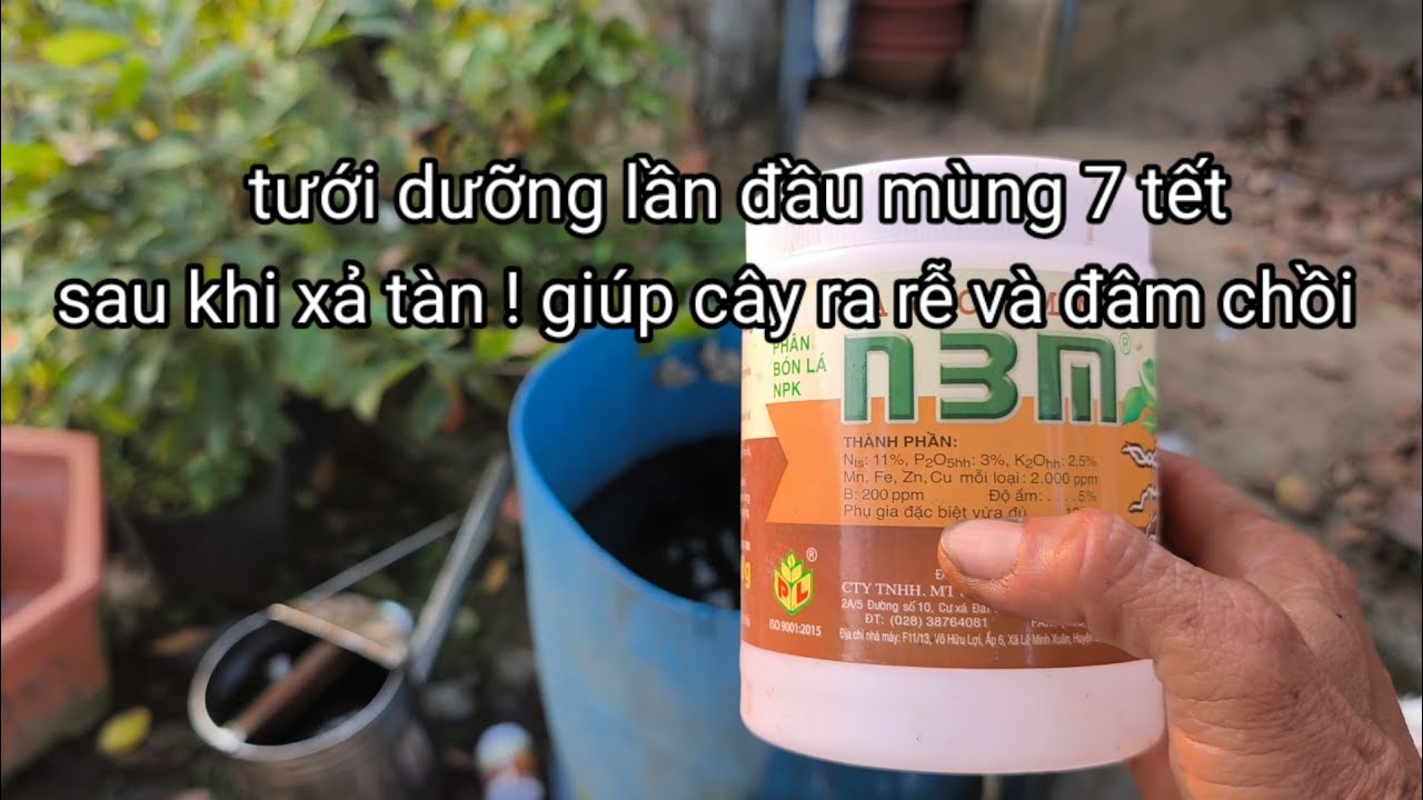 Tưới dưỡng lần đầu sau khi xả tàn cây mai sau tết! giúp cây ra nhiều rễ đâm chồi mạnh.