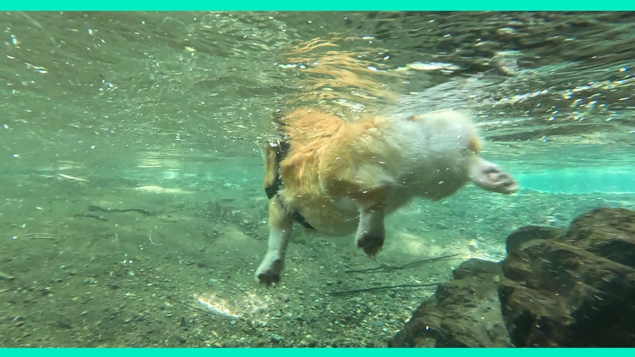 【コーギー】野島公園で犬飼い友だちと一緒にデイキャンプをした日