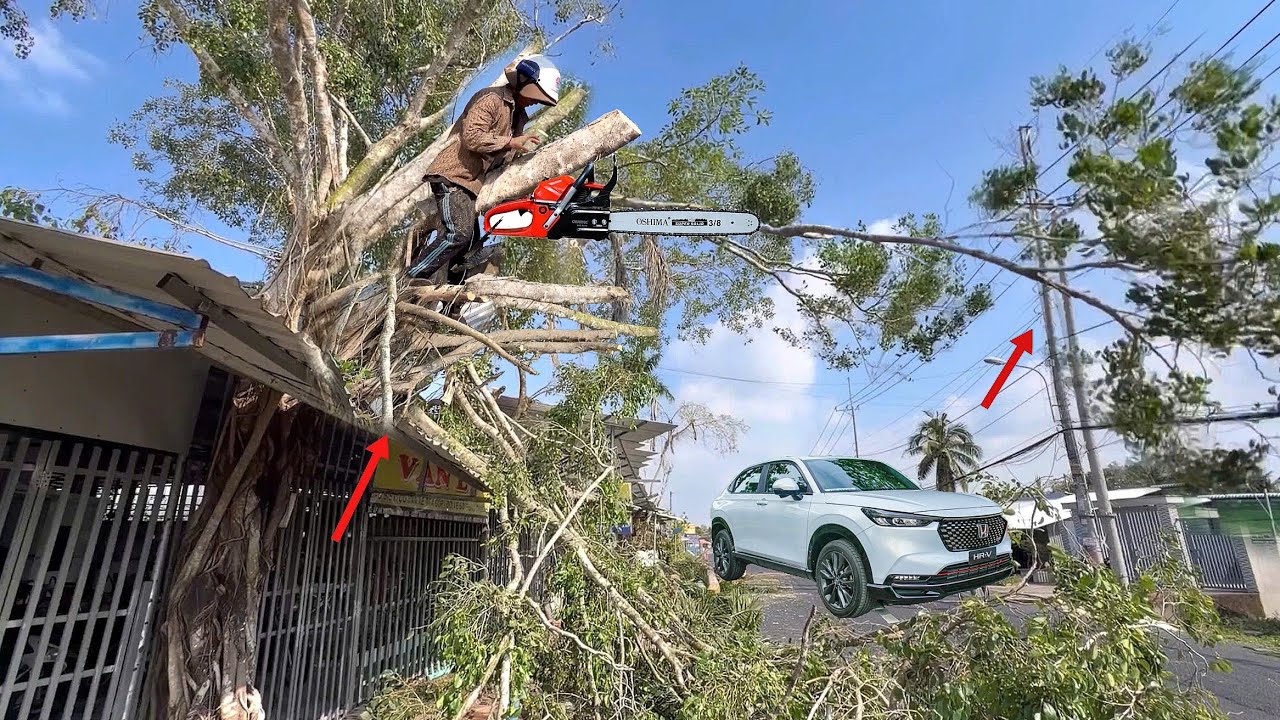 Cưa cây Xanh mộc giữa nhà ngã xuống lộ xe đang chạy tấp nập.