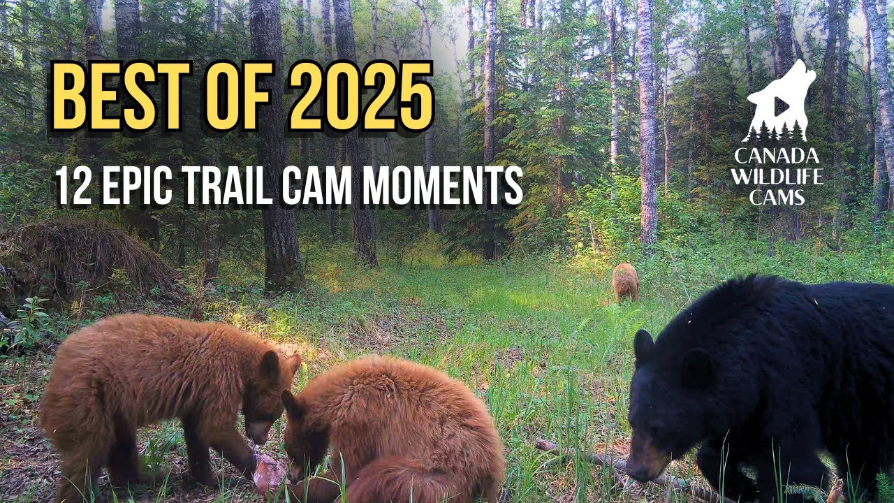 TOP 12 Wildlife Moments of 2025 | Rare Cougar, Lynx, Wolf & Epic Bears (My Favorites)