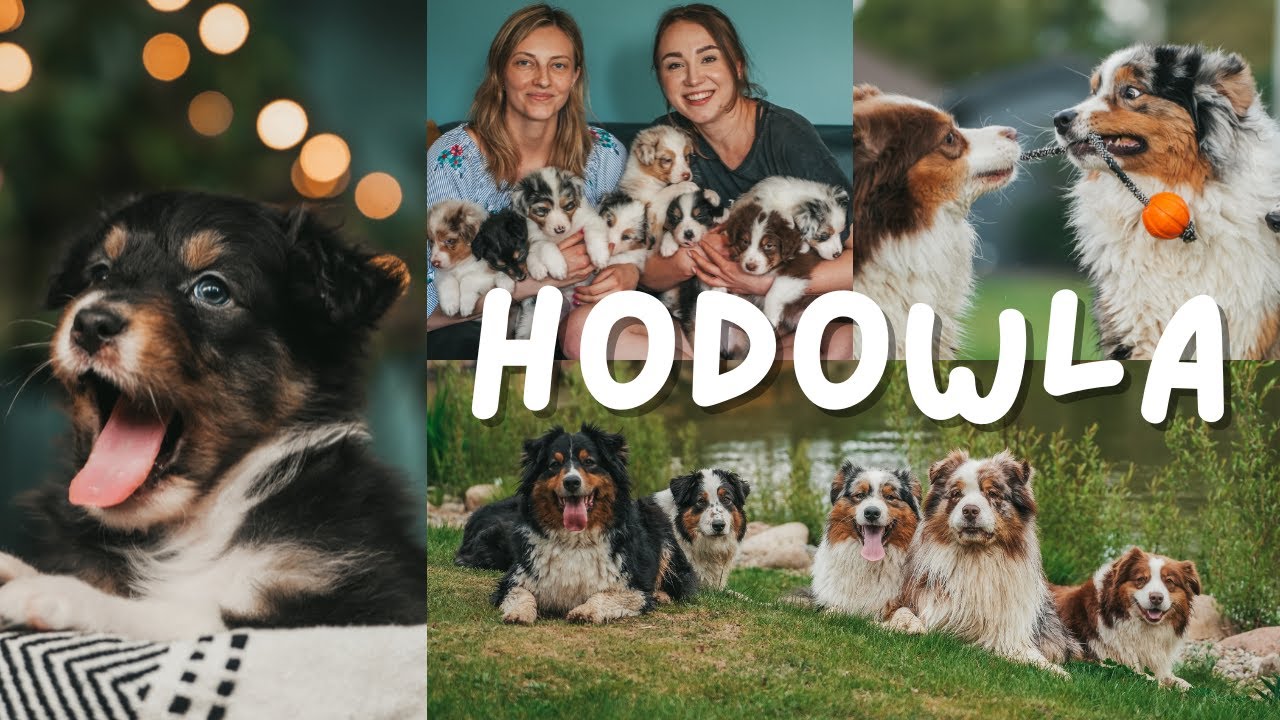Owczarek australijski - rozmowa z właścicielką hodowli