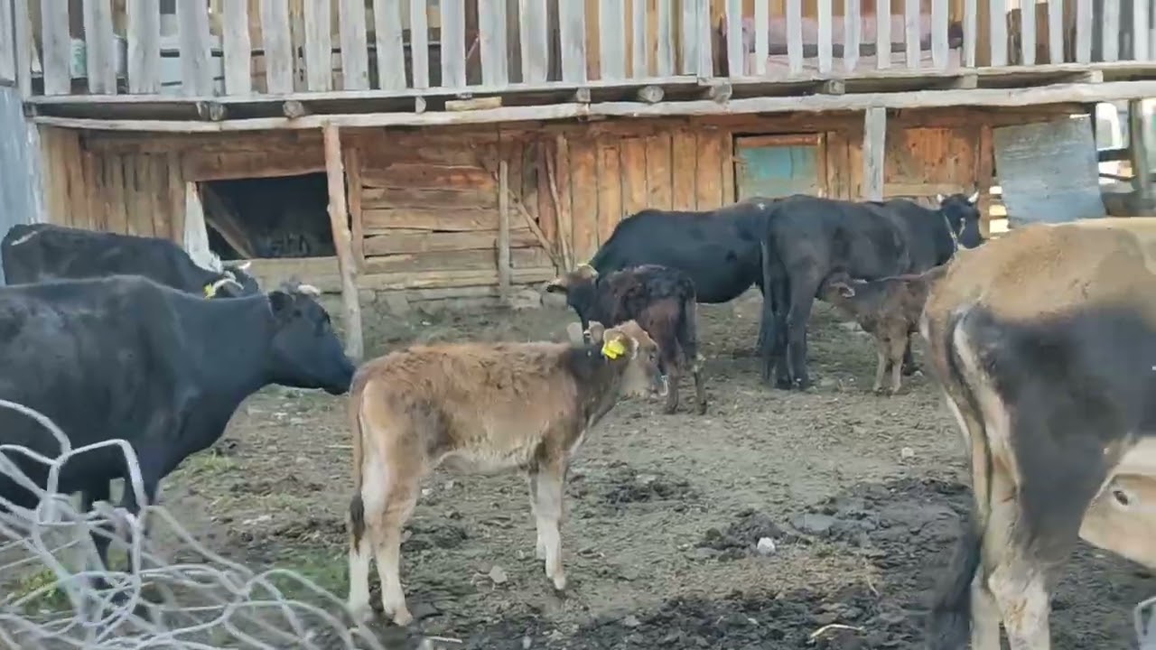 Haritaların tarif edemediği yerlerde kaybolmak... Yayla da güzel bir gün