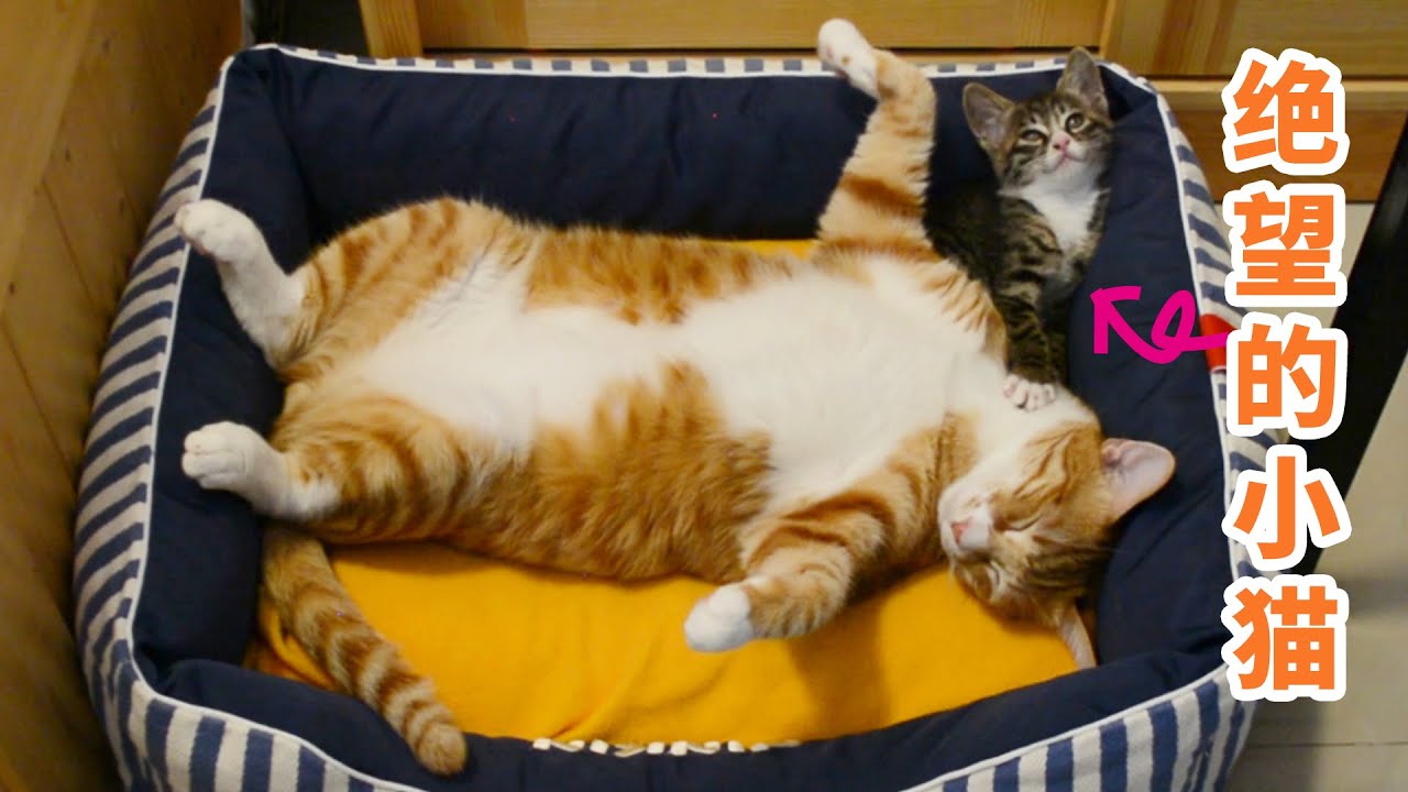 千万不要让睡姿豪放的猫咪带娃，对小朋友不好#猫#cat