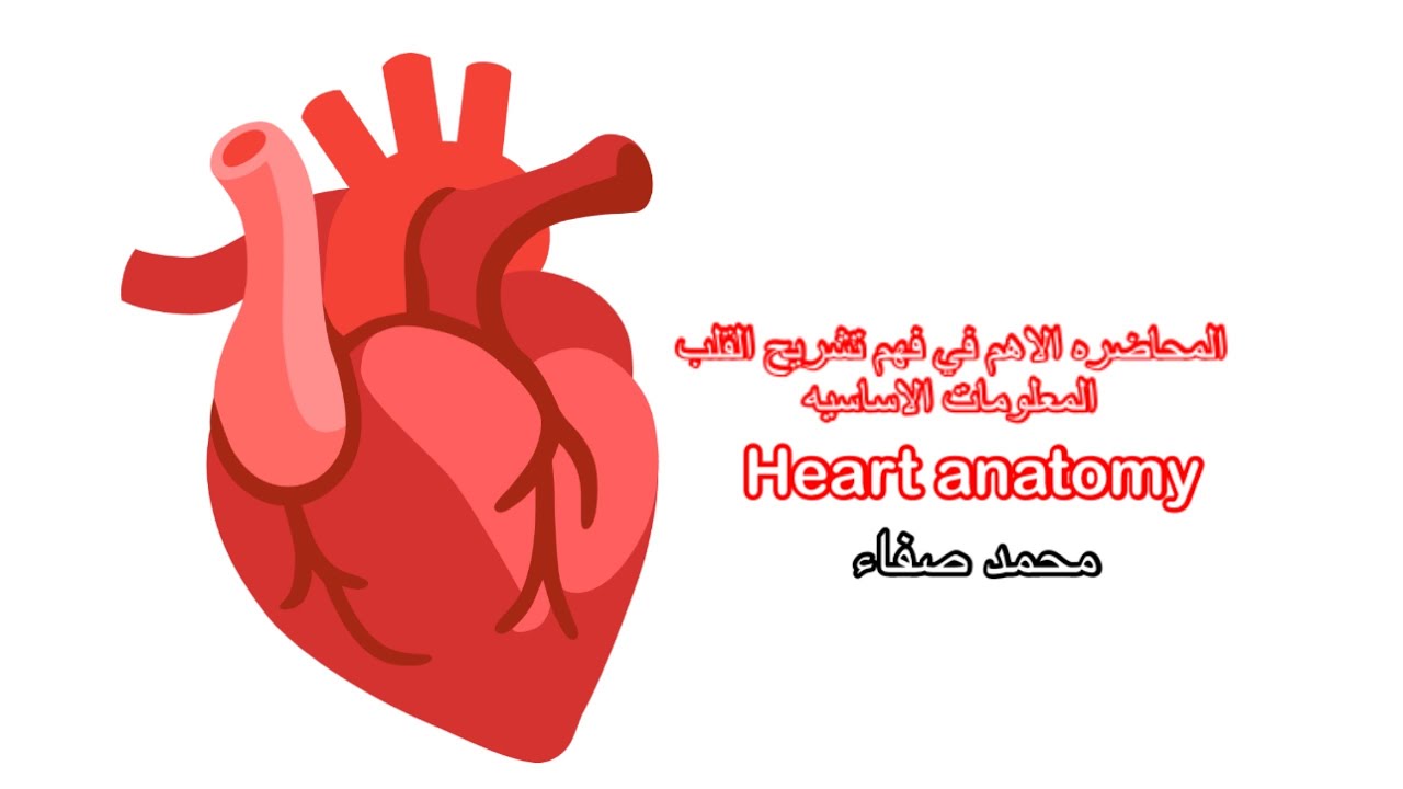 محاضرة اساسيات تشريح القلب و معلومات مهمه في موقع القلب