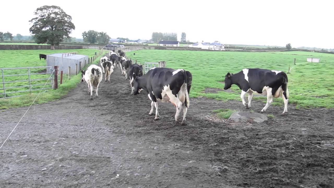 Milking parlour series: Brian and Pat Hogan, Co Tipperary