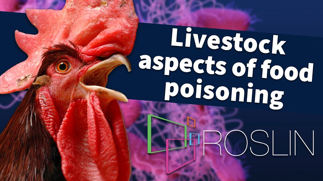 Livestock Aspects of Food Poisoning