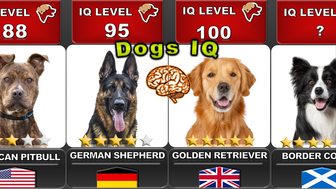 COMPARING THE INTELLIGENCE OF ALL DOGS 🐶  | 