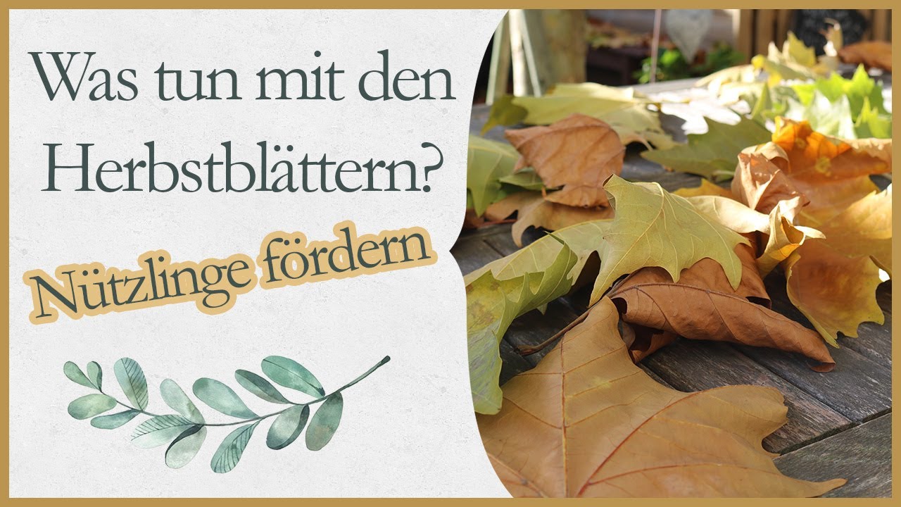 4 Tipps wie das Herbstlaub 🍂 eurem Garten nützlich sein kann 🦔🐞🐛