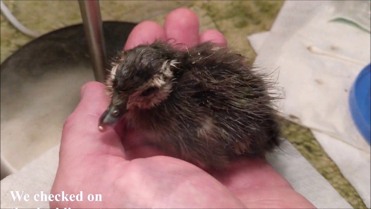 Rescuing an Abandoned Baby Wood Duck