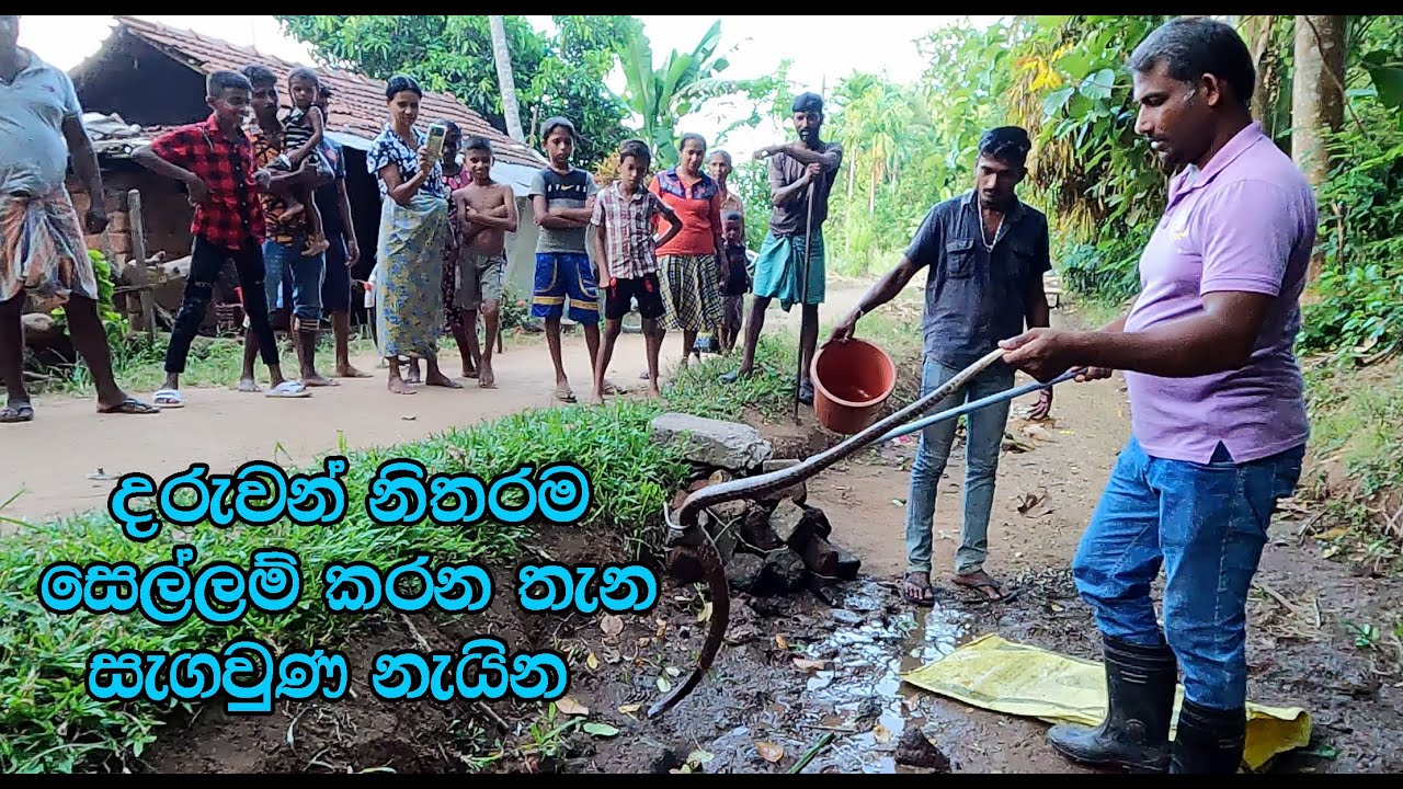 The cobra that stayed where the children were