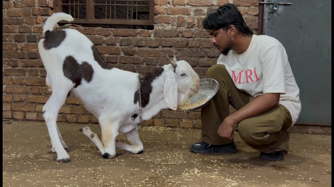 Mashallah quality goat buldozer quality the end start 14500