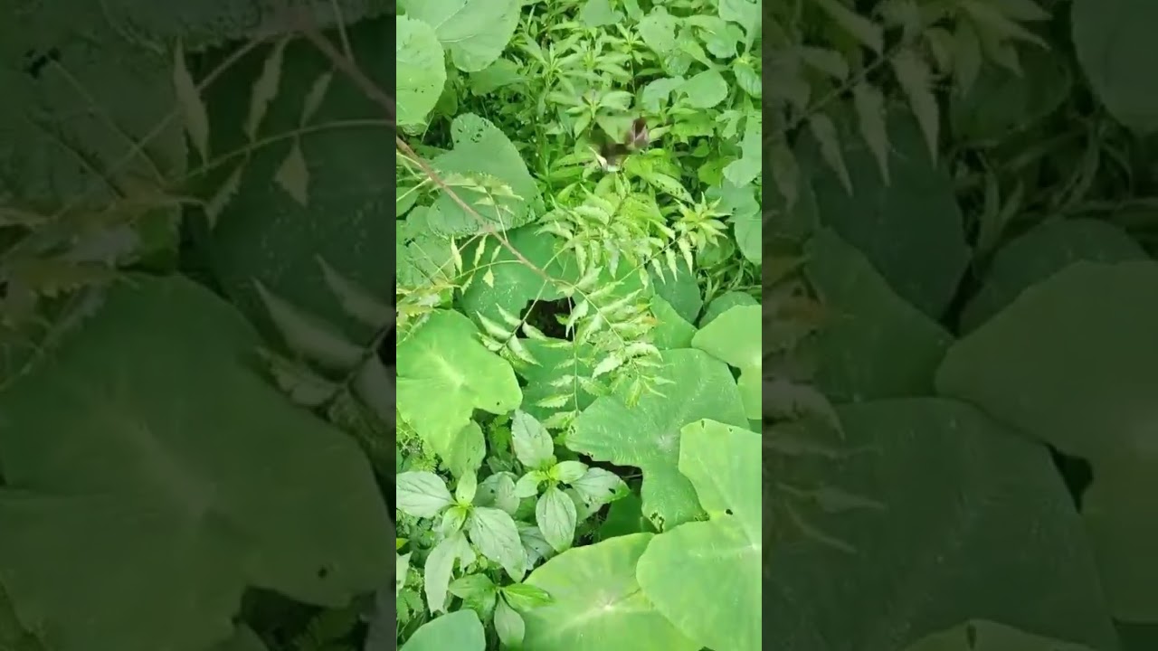 #Viral#TrendingNow#MustWatch#ExplorePage#TopContent#PopularOnYouTube#FYP#YouTubeShorts