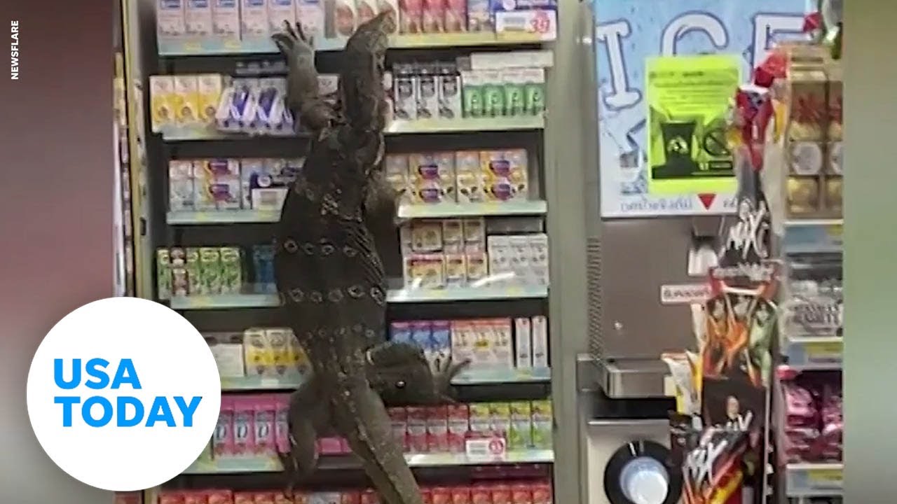 'Godzilla' lizard takes over a 7-Eleven | USA TODAY
