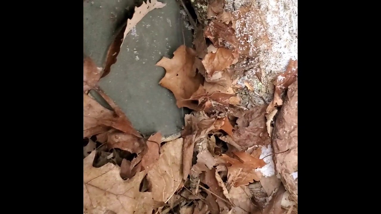 Joint video in the SNOW!!!!