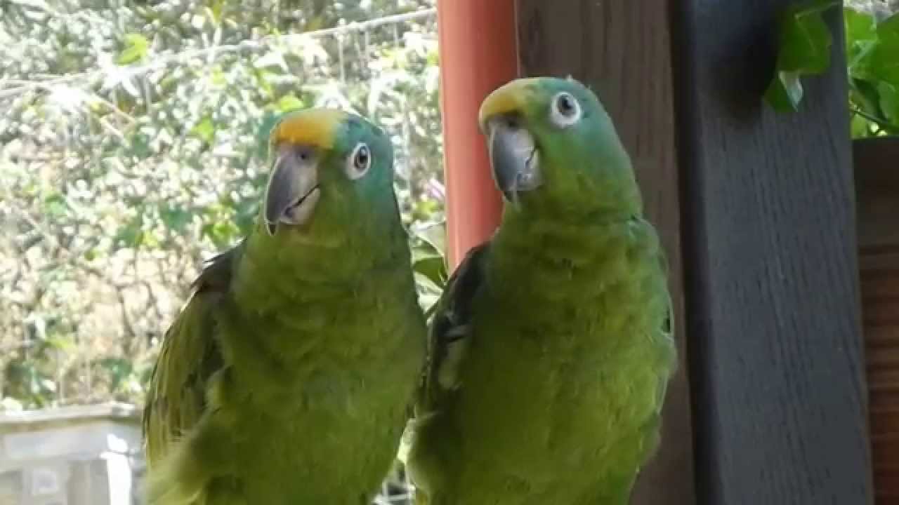 Amazon parrots sing opera - the phantom of the opera