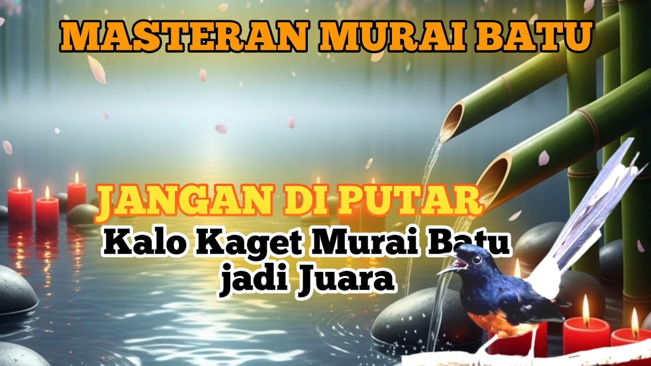 INI YANG MEREKA SEMBUNYIKAN! KICAU MURAI BATU PALING GANAS — TEMBAKAN PANJANG & NGEROLL MEMATIKAN 