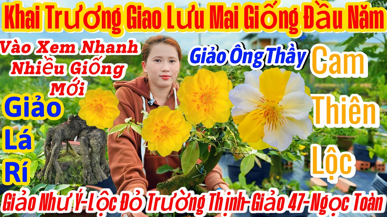 01/03☎️0338263831☎️🌴mai vàng giá rẻ🌴mã số cuối clip-cam thiên Lộc-siêu bông bình lợi-giảo ông thầy 