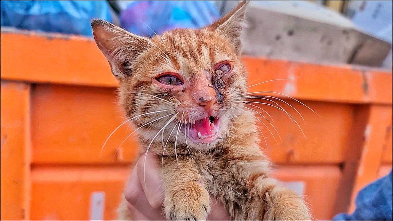 Sick Sad Kitten Brought Back to Life. Abandoned Kitten Crying at Trash Can