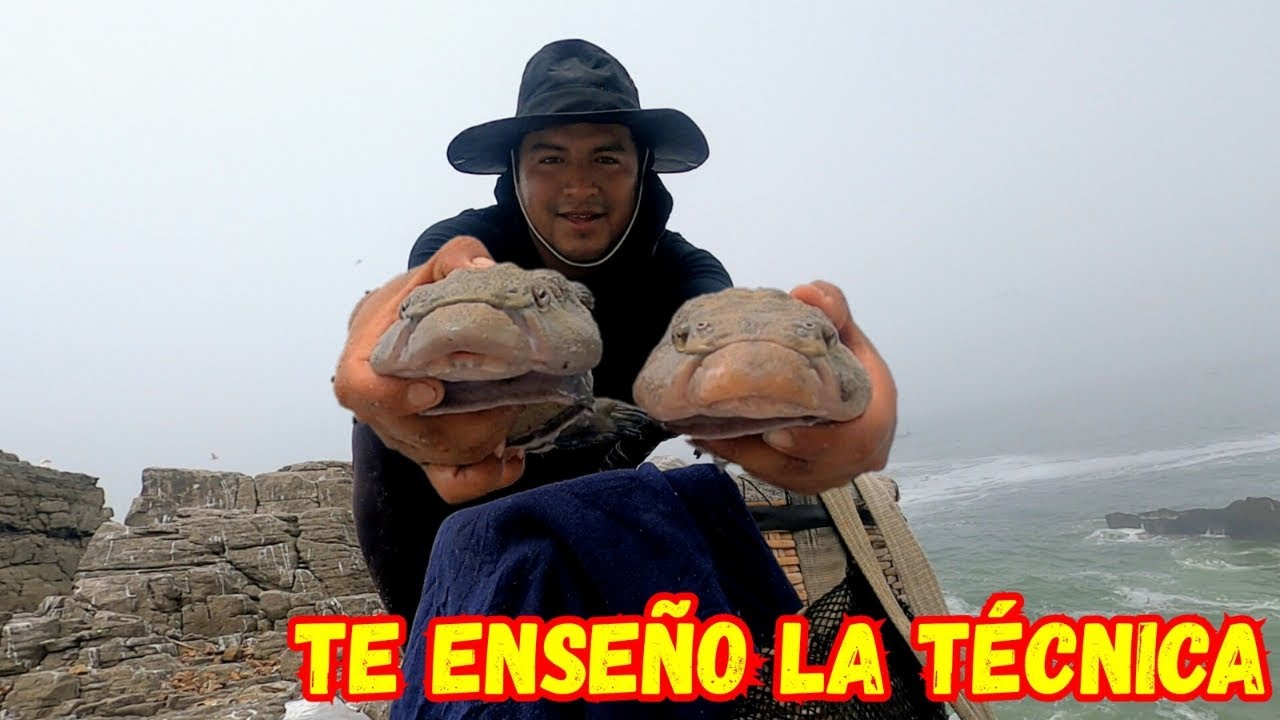CAPTURAR&Eacute; PEJESAPO CON ROBADERA | mira como lo hice | Tablita Fishing