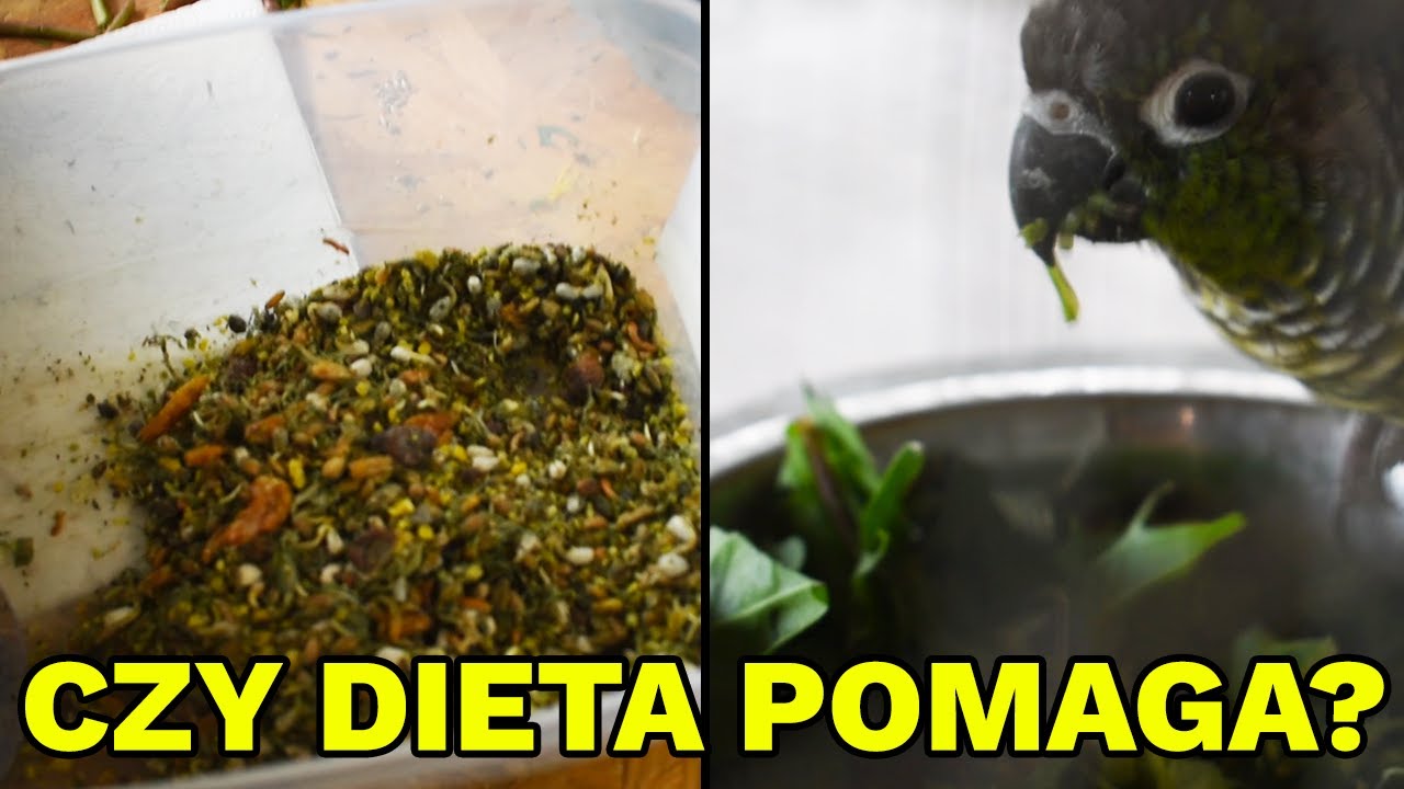 JAK KARMIĘ PODCZAS LĘGÓW? POMYSŁY NA USPRAWNIENIE WOLIERY