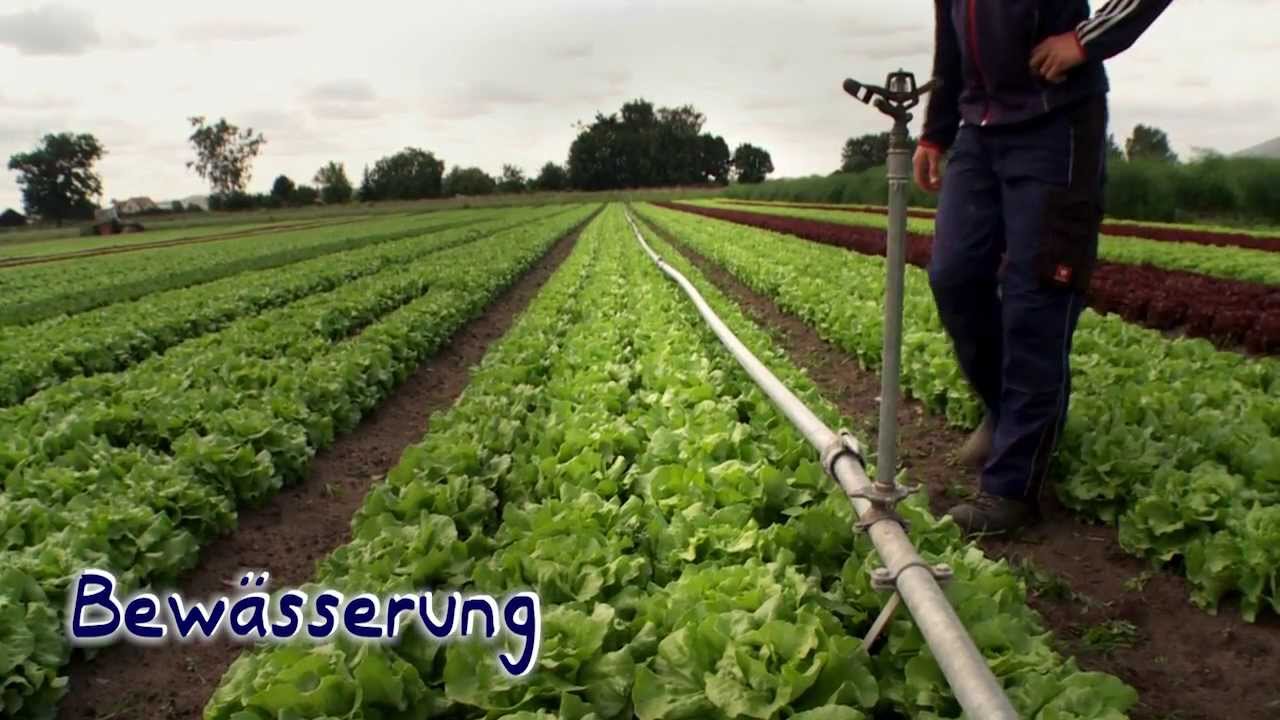 Lerndoku Gemüseanbau im Knoblauchsland - zwischen Nürnberg, Fürth und Erlangen
