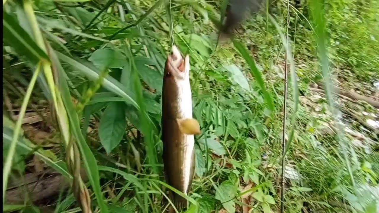Mancing ikan gabus besar //waduk jatigede