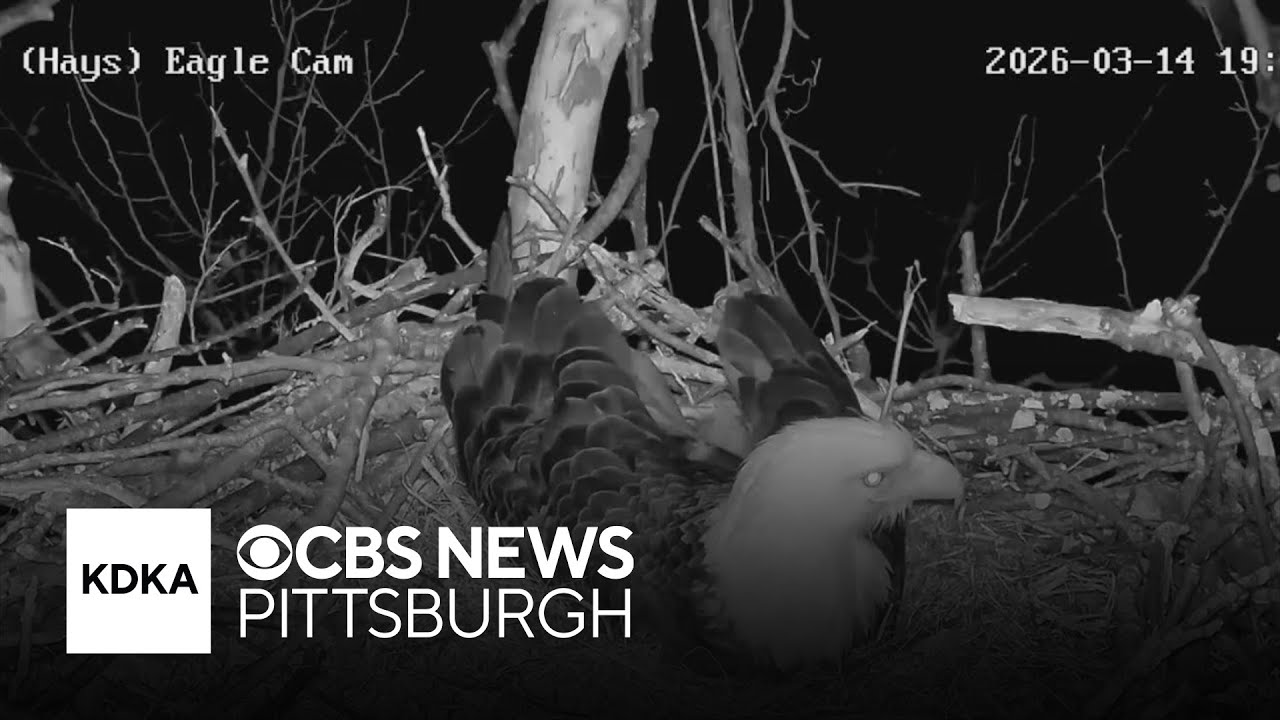 Video captures howling pack of coyotes waking up eagle in nest in Pennsylvania