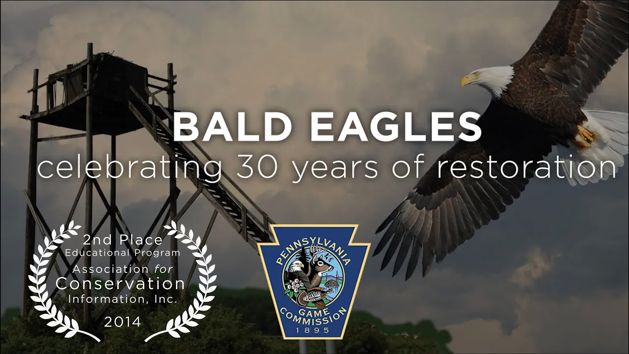 Pennsylvania Bald Eagles: Celebrating 30 Years of Restoration