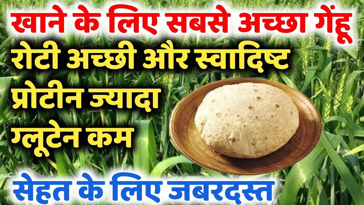 खाने के लिए गेहूं का सबसे अच्छे बीज । Gehu ke top beej। गेहूं के उन्नत बीज। गेहूं का कौन सा बीज बोए।