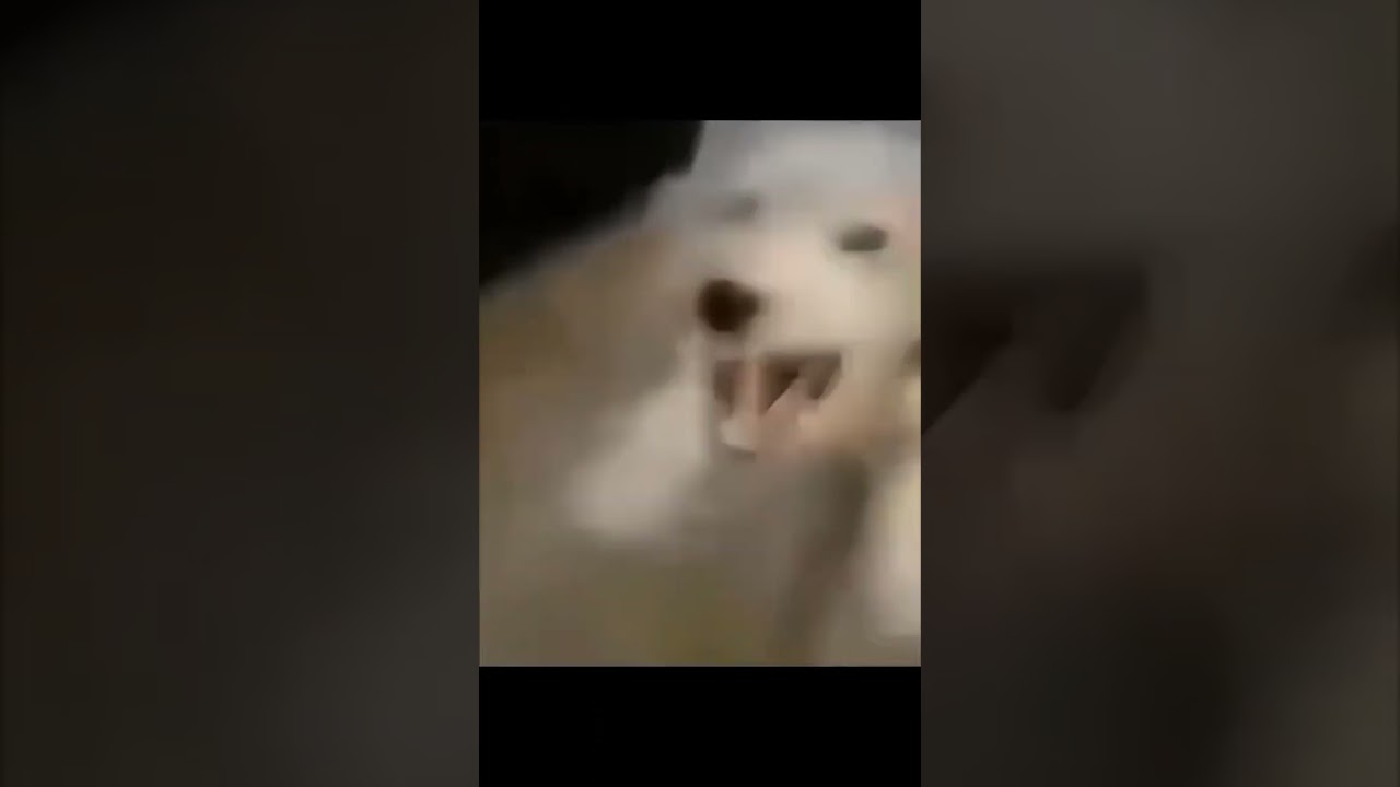 Dog laugh meme 