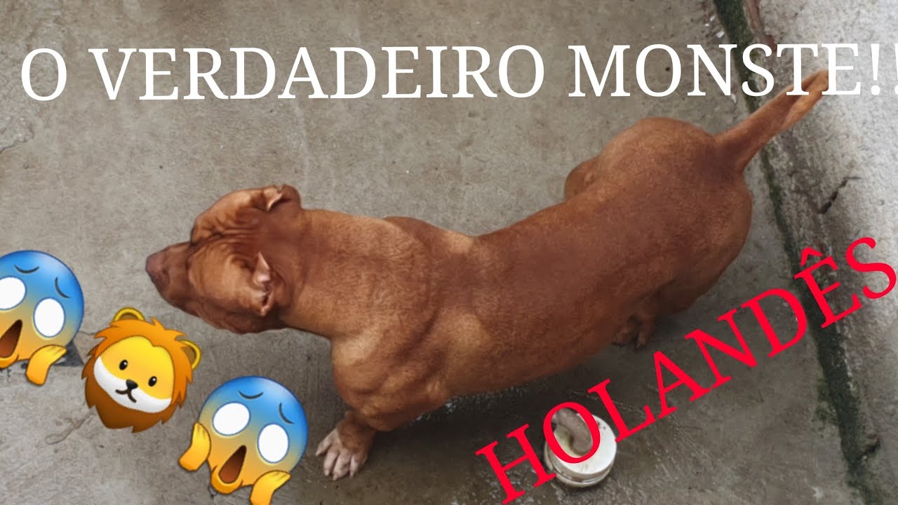 COMO &Eacute; FEITO O MANEJO DO CANIL BRONX BULL KENNEL😜!!!