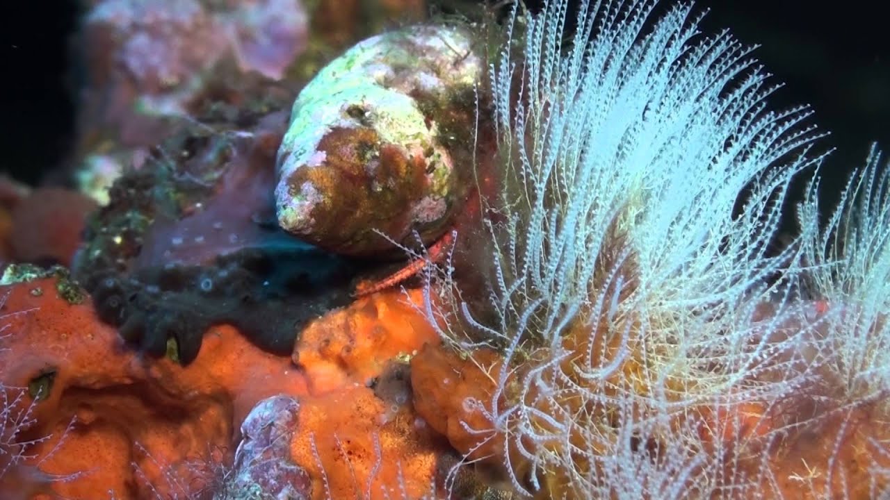 SOTTOILMARE- documentario ISPRA