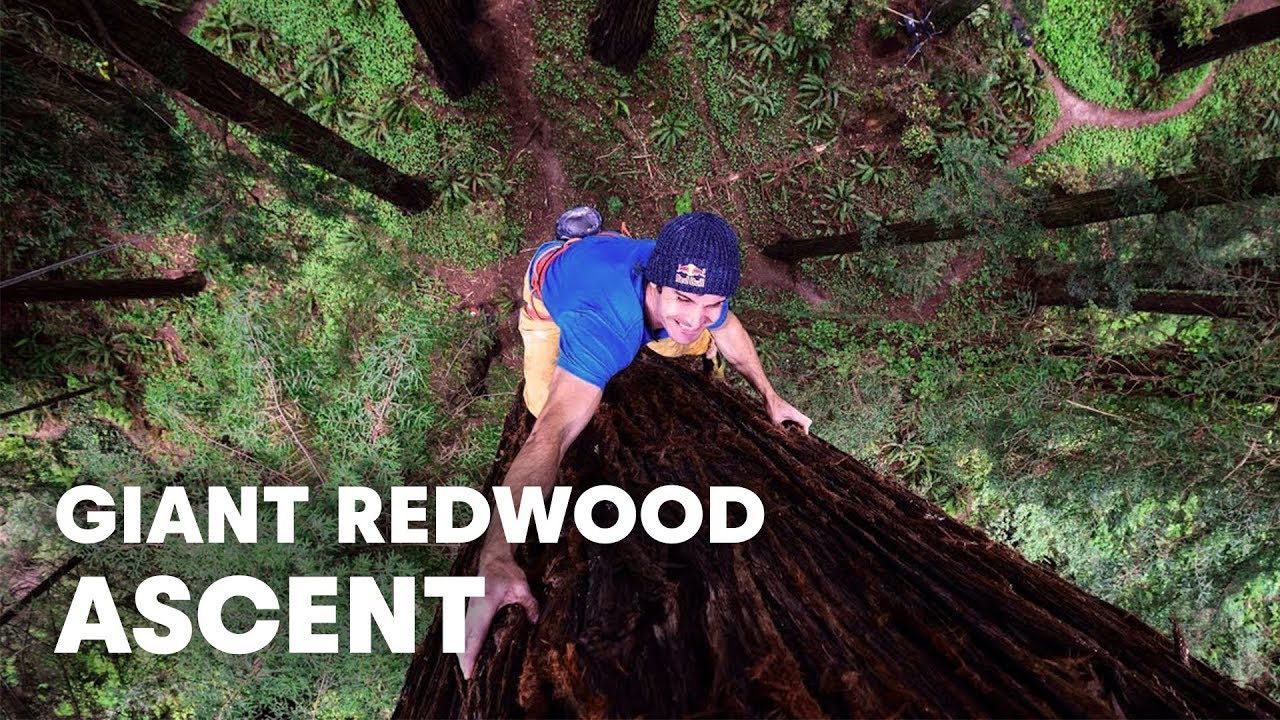 Giant Ascent: Chris Sharma Free Climbs Huge Redwood w/ Help of Scientists