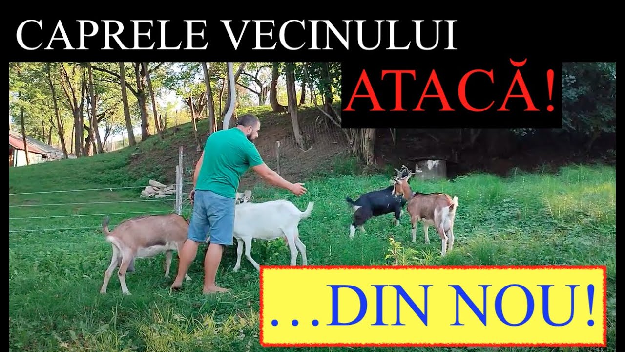 CAPRELE CU 4 COARNE! Probleme cu vecinii la țară!! AU FĂCUT PAGUBE DIN NOU!