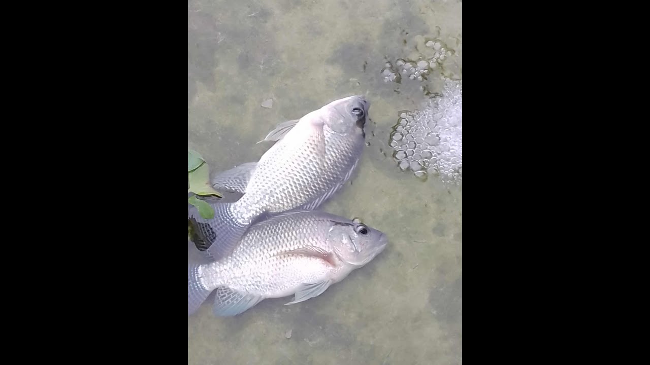 NUÔI CÁ RÔ PHI ĐƠN TÍNH TRÊN BỂ XI MĂNG