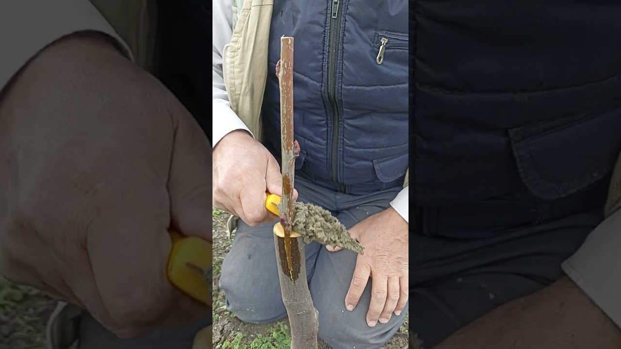 &Uuml;vez aşısı.(Ayvaya &Uuml;vez ).kalem aşı.