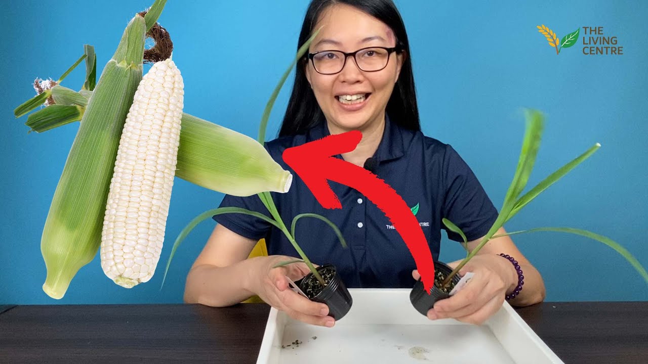 Growing White Corn!