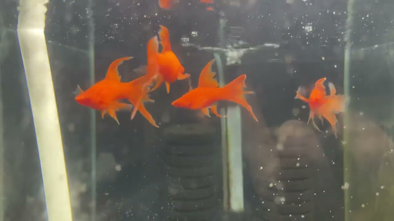Xả guppy & kiếm chỉ với 10k phần 5