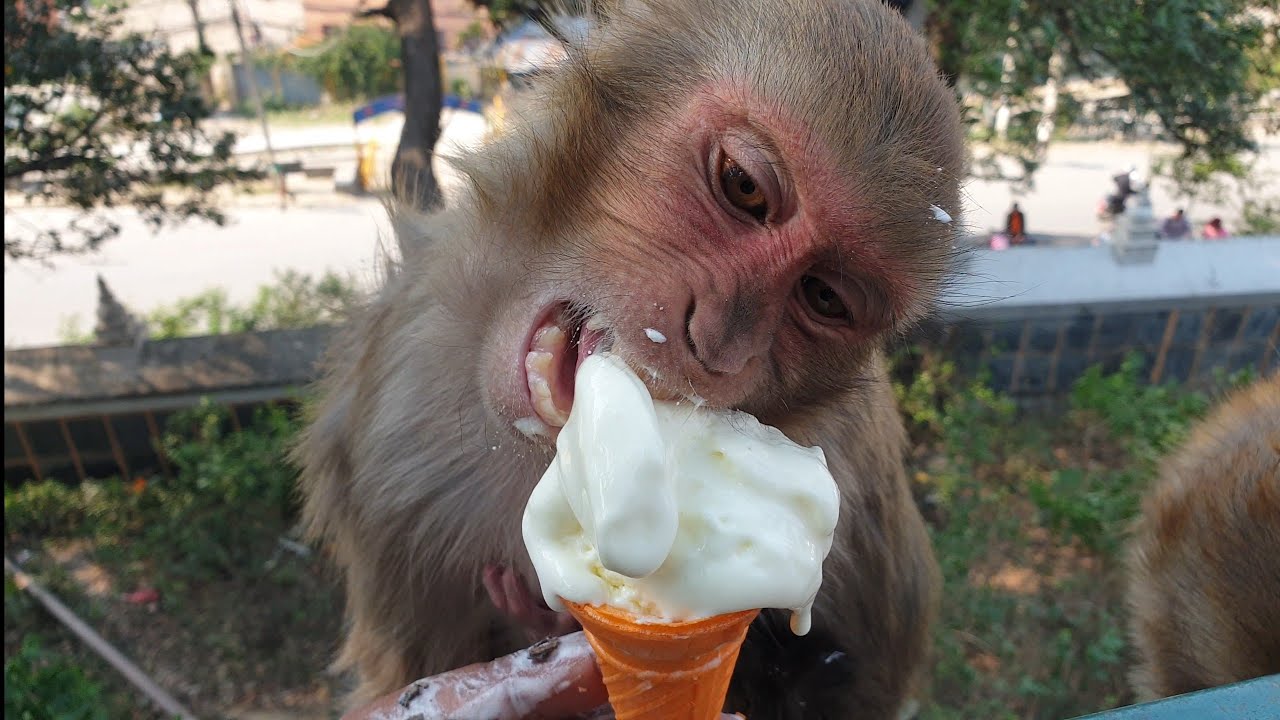 monkey are very happy to eat ice-cream || feeding ice-cream to wild monkeys