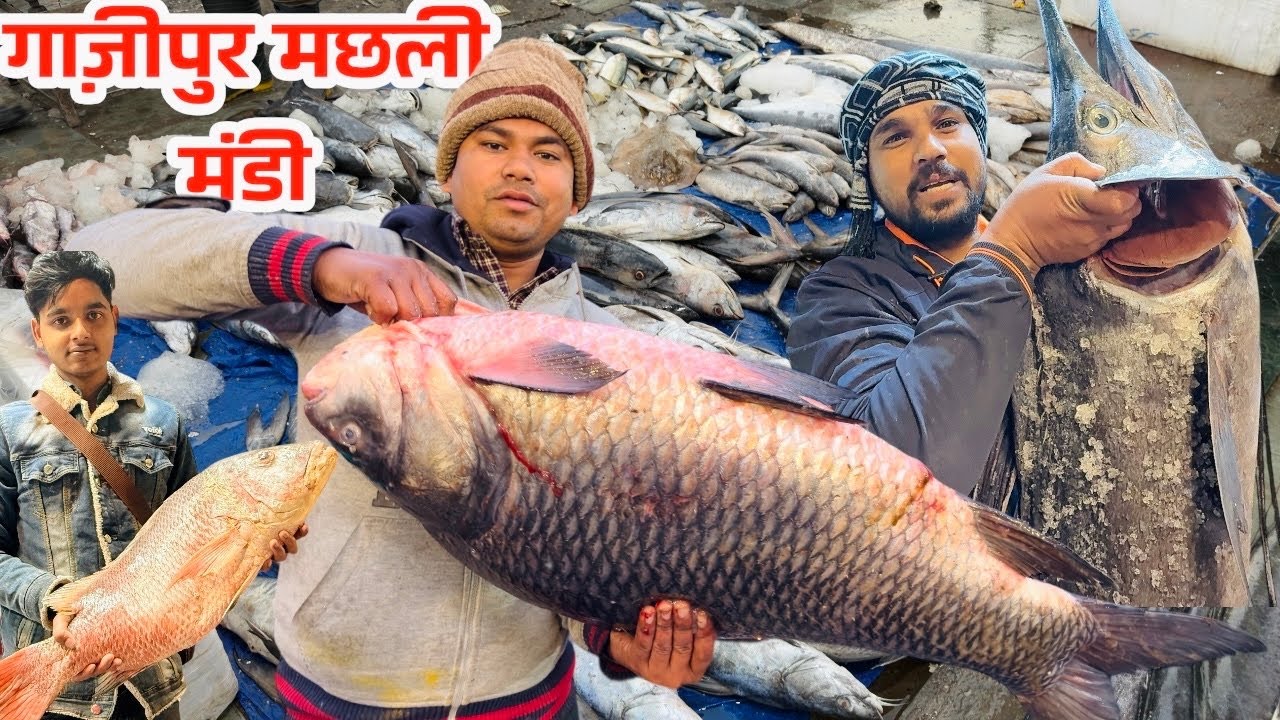 Ghazipur fish market rate today| ghazipur mandi fish market |ghazipur machli mandi|गाजीपुर मछली मंडी